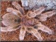 rose hair tarantula