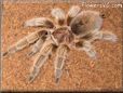 rose hair tarantula