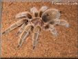 rose hair tarantula