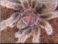 rose hair tarantula