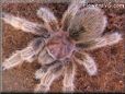 rose hair tarantula