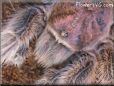 rose hair tarantula