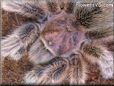 rose hair tarantula