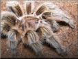 rose hair tarantula