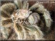 rose hair tarantula