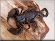 scorpion pictures