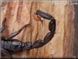 scorpion stinger