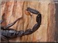 black emperor scorpion