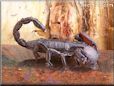 black emperor scorpion