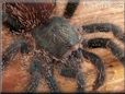 pink toe tarantula spider