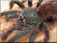 pink toe tarantula spider