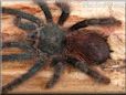 pink toe tarantula spider