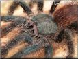 pink toe tarantula spider