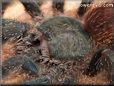 pink toe tarantula spider