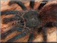 pink toe tarantula spider