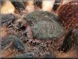 pink toe tarantula spider