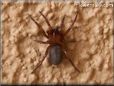 sow bug killer spider