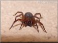 sow bug killer spider