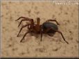 sow bug killer spider