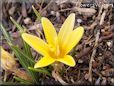 yellow crocus flower