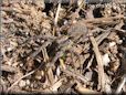 wolf spider