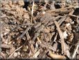 wolf spider