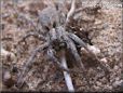wolf spider