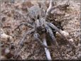 wolf spider