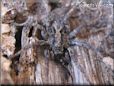 wolf spider