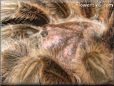 rose hair tarantula