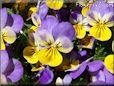 pansy picture