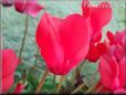red cyclamen pictures