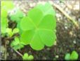clover plant