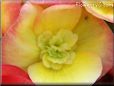 yellow begonia  pictures