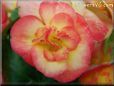 pink begonia pictures