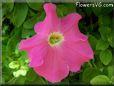 petunia flower