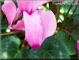 pink cyclamen flower