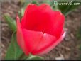 red tulip flower