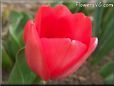 red bloomed tulip pictures