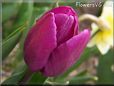 purple bloomed tulip flower