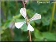 arugula blossom flower