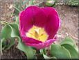 purple bloomed tulip flower