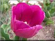 purple bloomed tulip flower