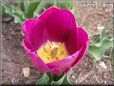 purple bloomed tulip flower
