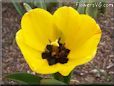 yellow black bloomed tulip pictures