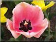 Pink black bloomed tulip pictures