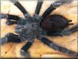 pink toe tarantula