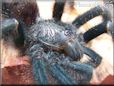 pink toe tarantula