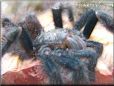 pink toe tarantula