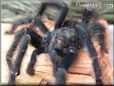 pink toe tarantula